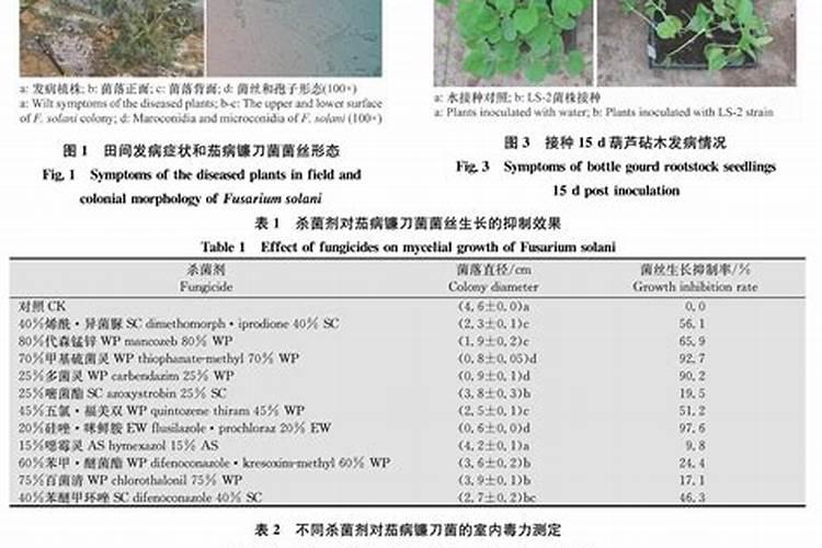 镰刀菌用什么杀菌剂