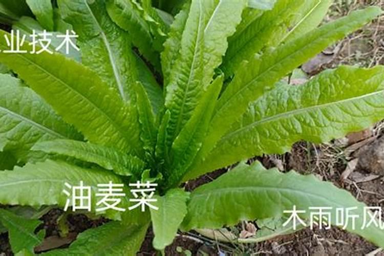 油麦菜用什么肥料好