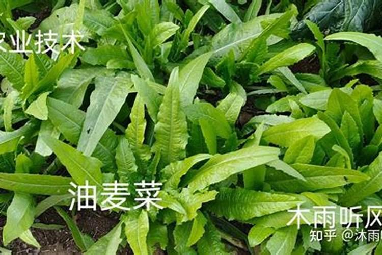 油麦菜种植方法和最佳时间