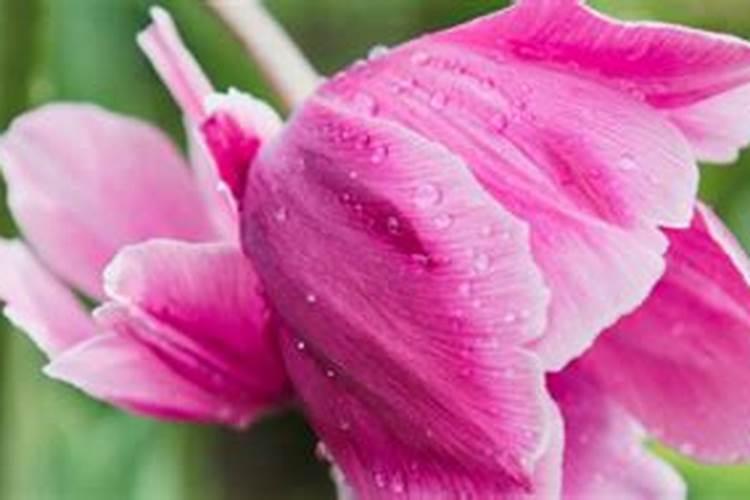 耐低温盆栽有哪些