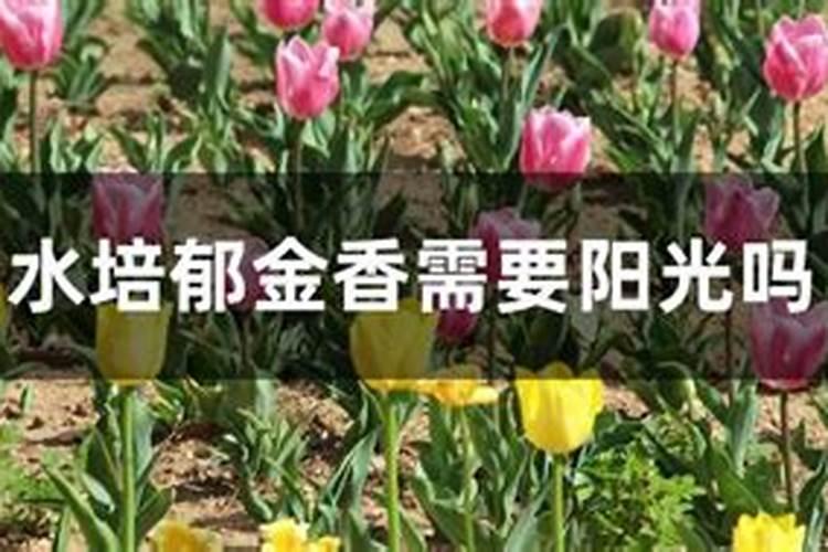 没开花的郁金香结的球会开花吗？