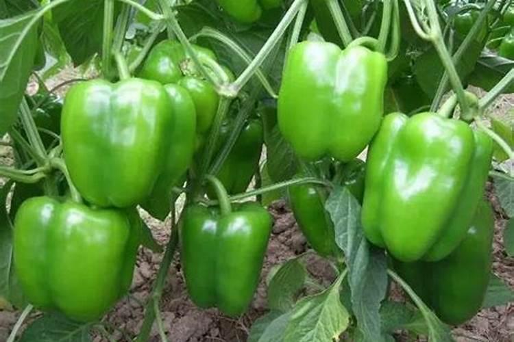 甜椒种植叶面肥很关键,甜椒种植叶面肥该怎么施肥？