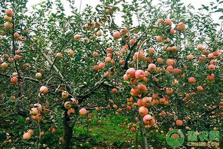 苹果如何施肥 苹果施肥方法时间
