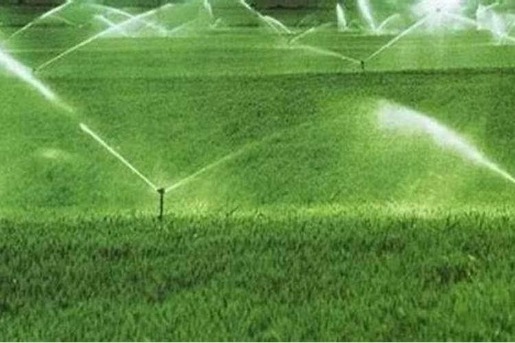 有机水溶肥料是什么？它的特点和使用方法是？