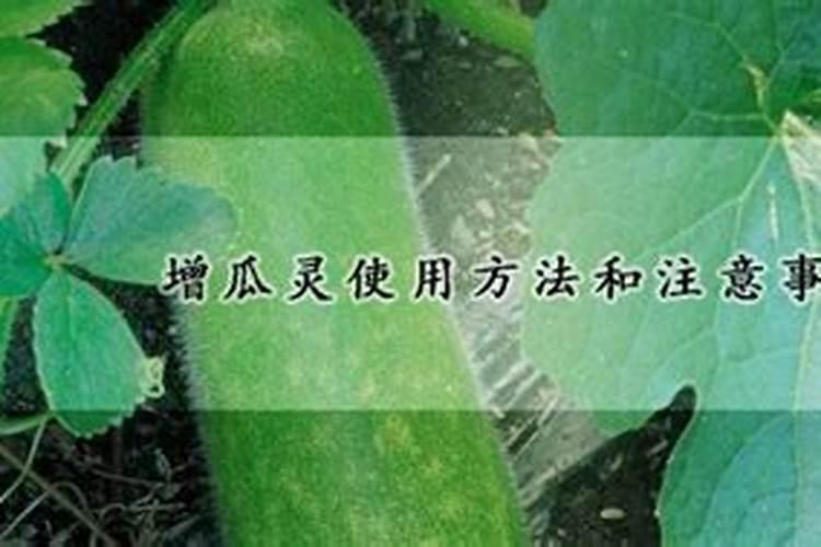 黄瓜定值15天7片叶,