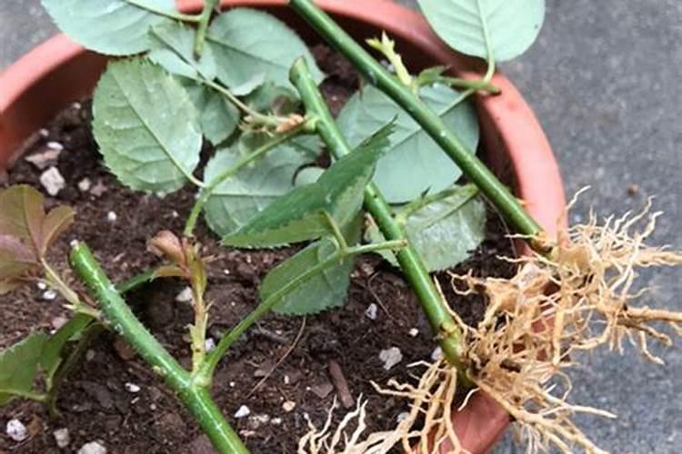 月季花最佳施肥时间是哪时候 月季花什么时候施肥好
