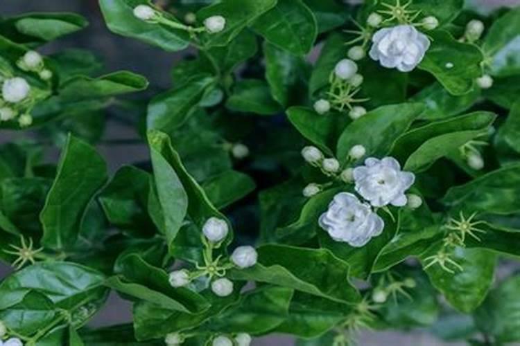 非洲茉莉施什么肥
