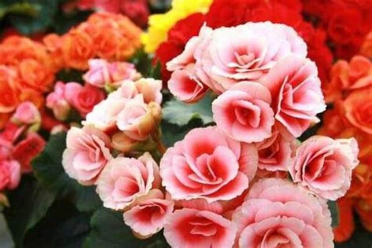 大花蕙兰鲜切花养护方法