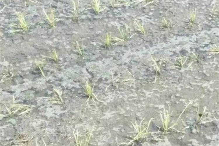 农村种植水稻,磷肥对水稻有多大的作用？
