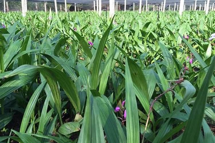 栀子花夏天怎么养