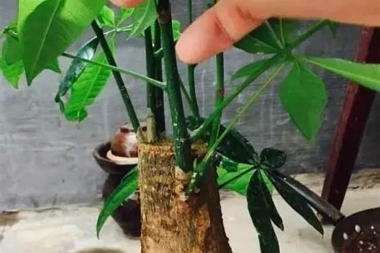 发财树冬季几天浇一次水