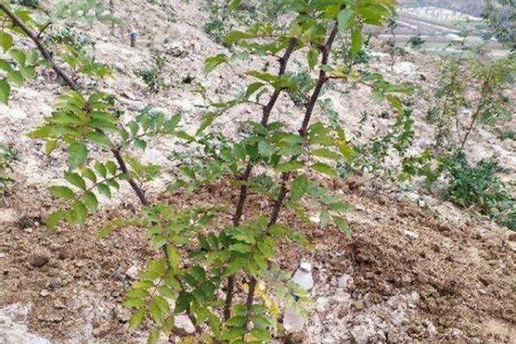 苗木用什么肥料最好