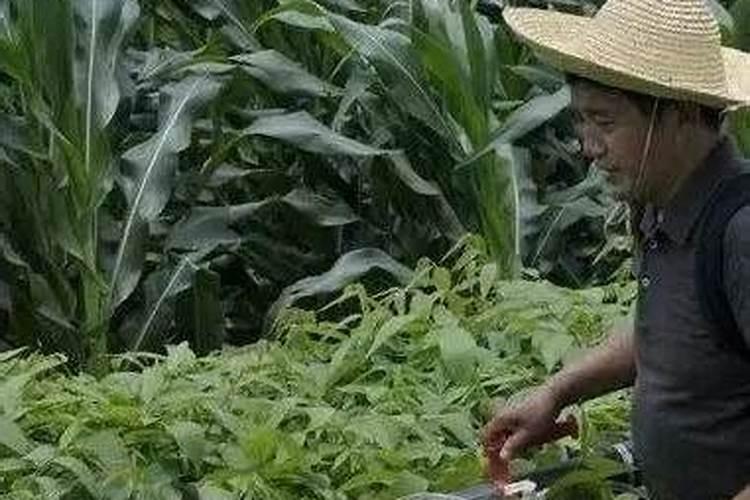 玉米多喷几遍叶面肥能预防大斑病吗？