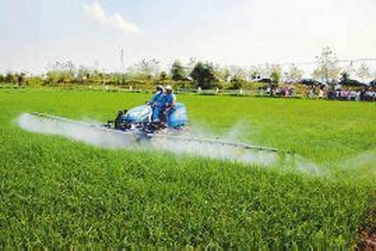 水稻什么时候用叶面肥？