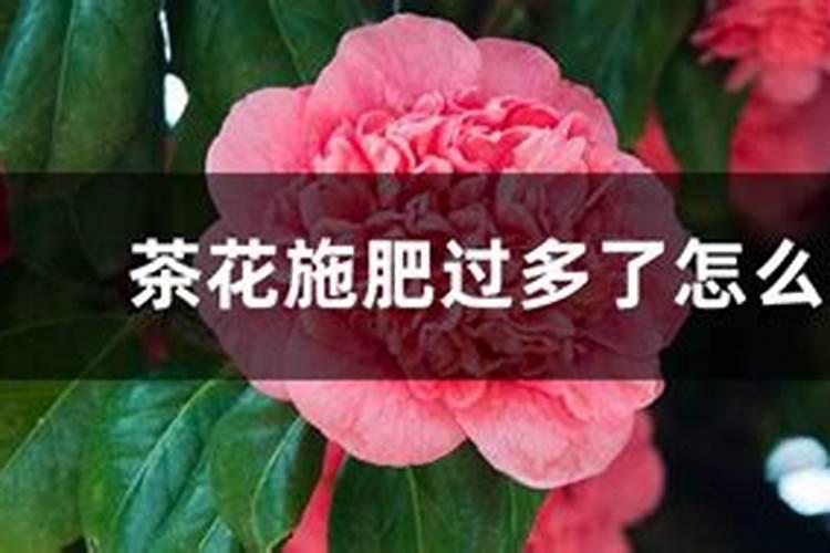 茶花掉花蕾长新叶怎么回事 氮肥过量或酸碱不适 茶花有花朵时候施肥行吗...