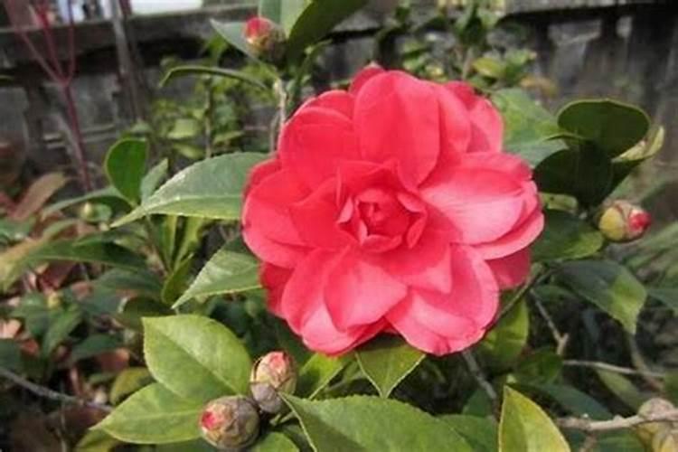 茶花不长花苞的原因