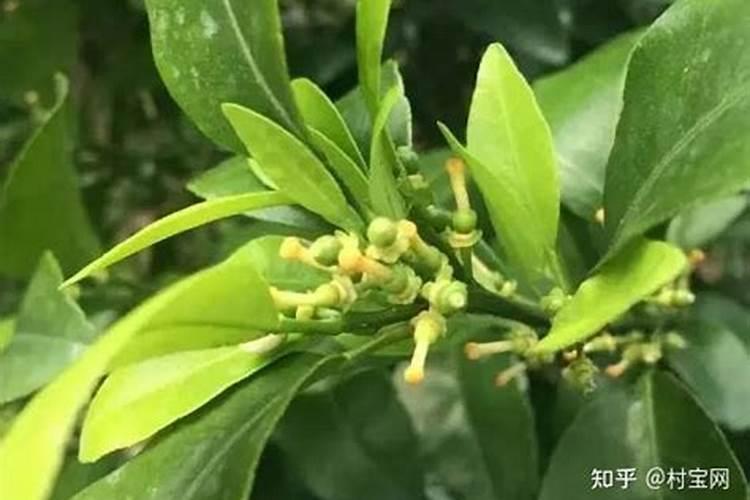 柑橘落果原因与防治 柑橘落果原因与防治方法