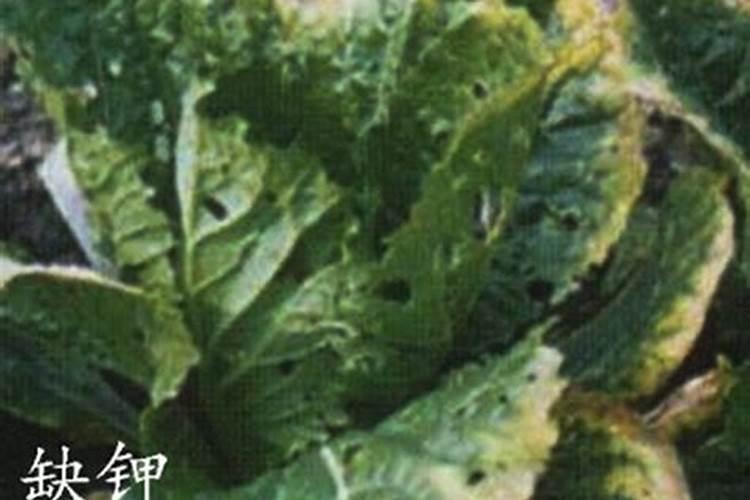 中国钾肥紧缺的原因