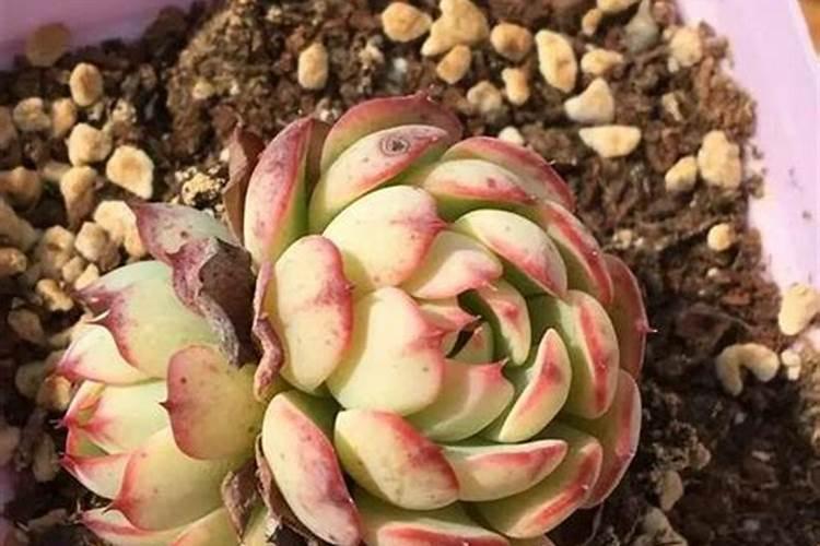 多肉总是干枯死亡,是什么原因呢？如何预防呢？