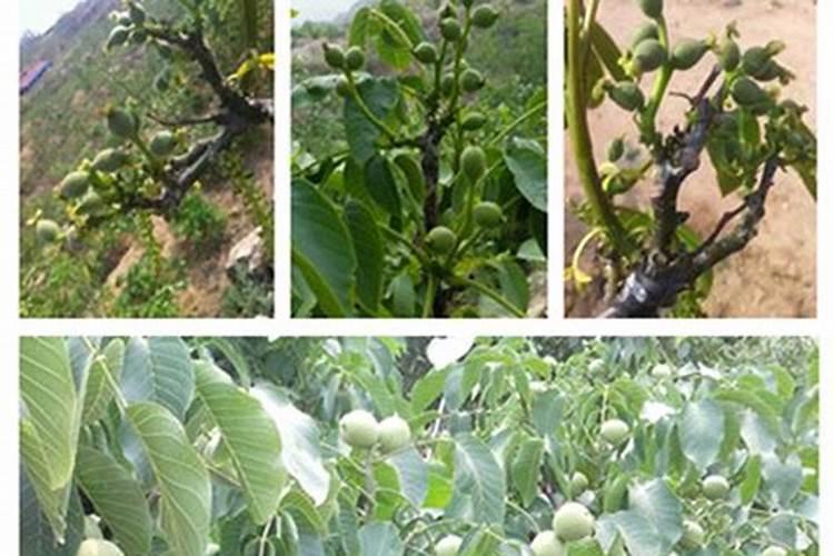 核桃是怎样种植的？