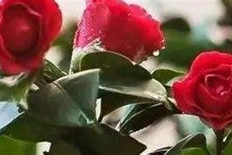 茉莉花施什么肥好