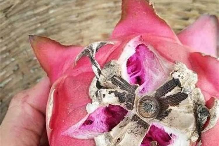 夏季火龙果溃疡病高效防治方法