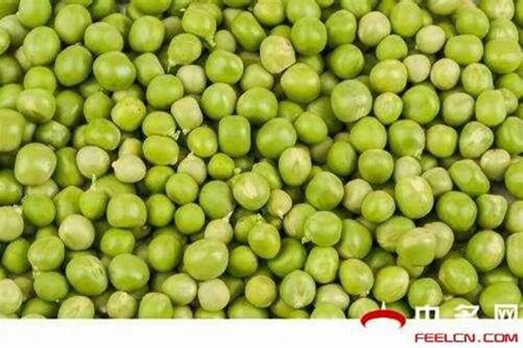 碗豆苗用什么肥料