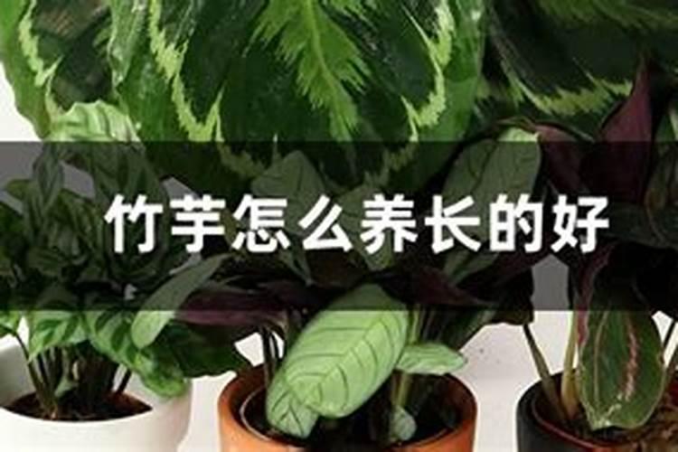 竹芋施什么肥最好