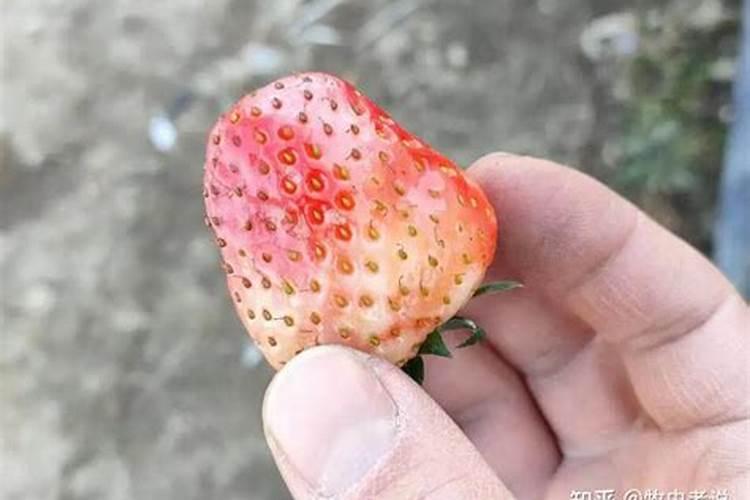 甜瓜裂瓜怎么防治