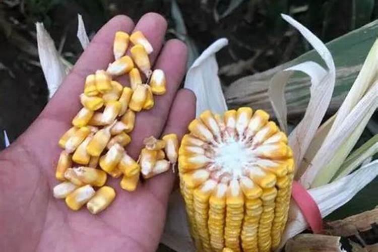 种玉米用什么化肥最好？