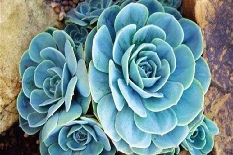 家里养的花不怎么长叶子,是不是应该施氮肥？