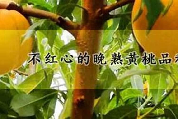 杏树喷施硼肥能早熟吗？