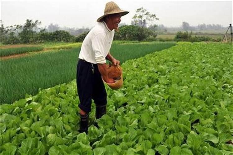 种蔬菜用什么肥料