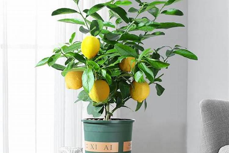 盆栽柠檬怎么施肥,用什么肥料