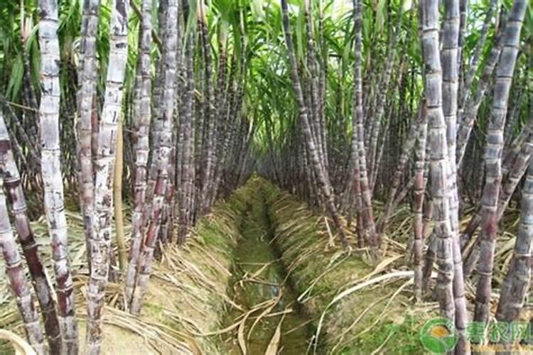 甘蔗用什么肥料比较甜 施肥要点有哪些