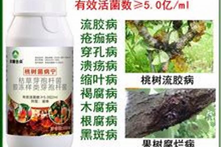 如何查玉米种子的真假