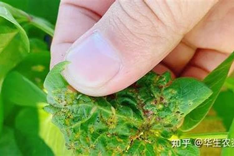 甲维虫螨腈可以和恒星艾农全能斗混和使用吗