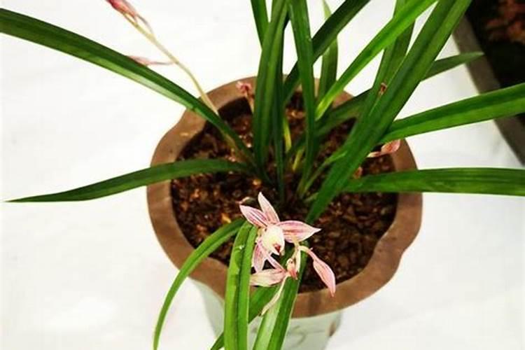 兰花用什么肥可以多开花