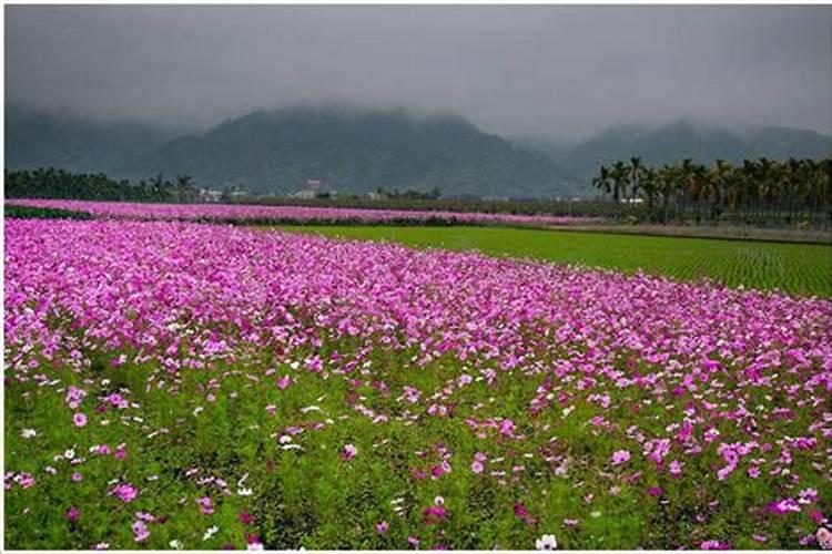 花菜种植技术和种植时间