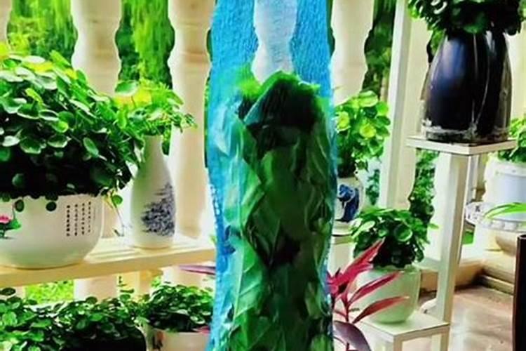 氮肥适合浇什么花