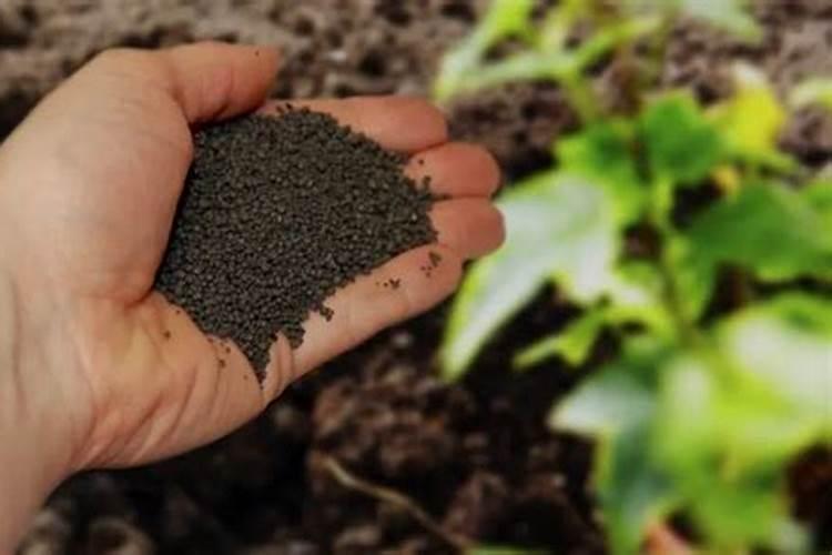 杜鹃花花谢了后怎么养 杜鹃花花谢了后养护教程