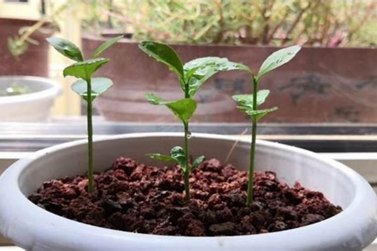 大棚西红柿定植后什么时候开始喷叶面肥？