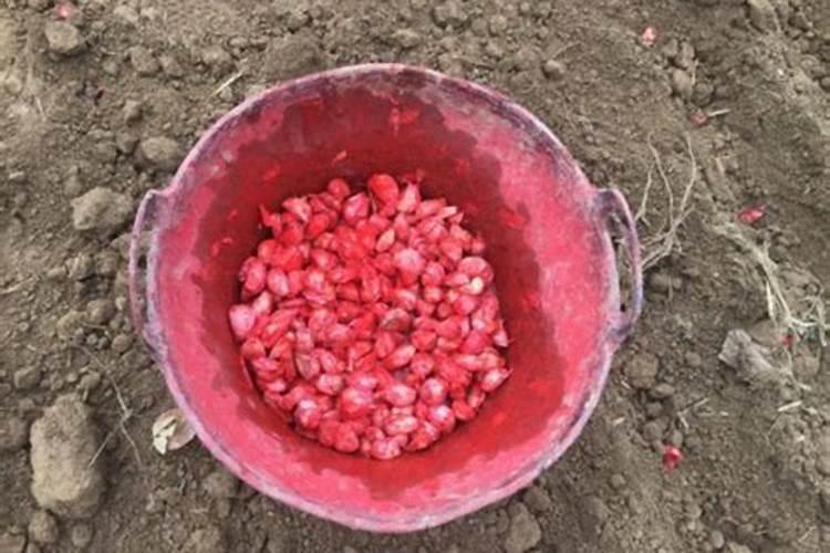 大蒜浸种用什么杀菌剂 大蒜浸种用啥杀菌剂