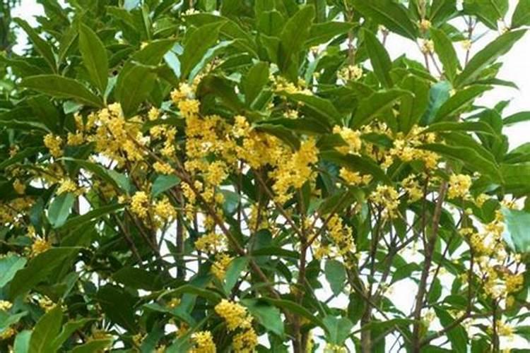 桂花树怎样施肥 桂花树如何施肥