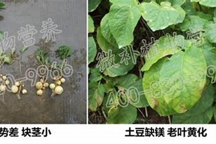怎么样才能让红薯长得更好(红薯高产种植与栽培技术)