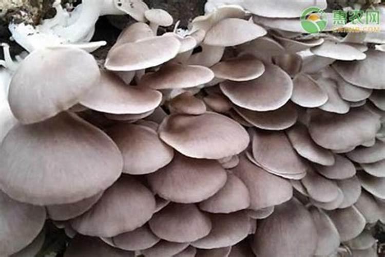平菇种植常见误区是什么
