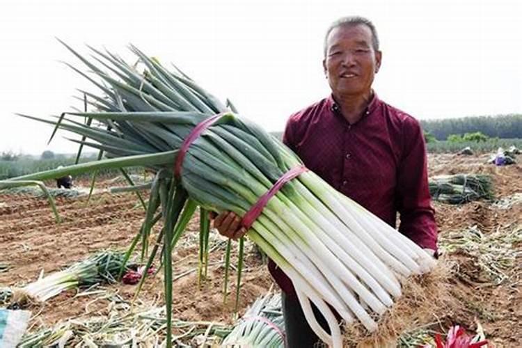 种葱不宜施什么肥