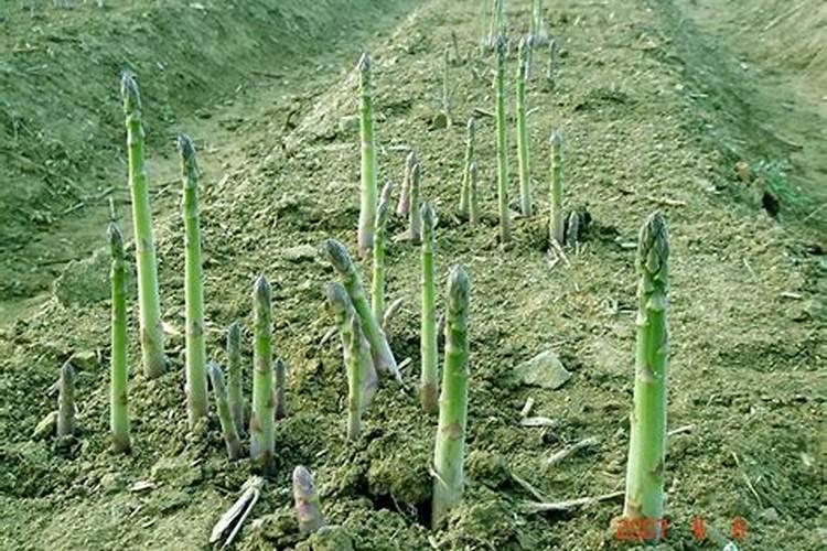 芦笋施肥有哪些注意事项