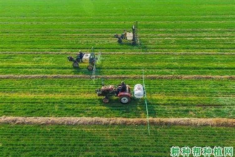 叶面喷施硼肥的最佳时间 硼肥应该怎么用
