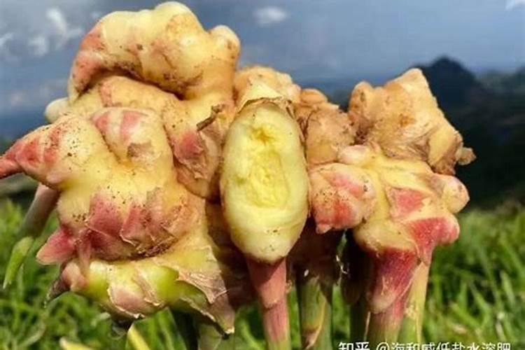 黄姜种植方法和注意事项